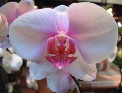 Orchidées D’Ian